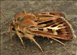 2176 (73.254) Antler Moth